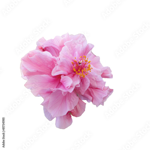 Pink Hibicus  flower isolated photo