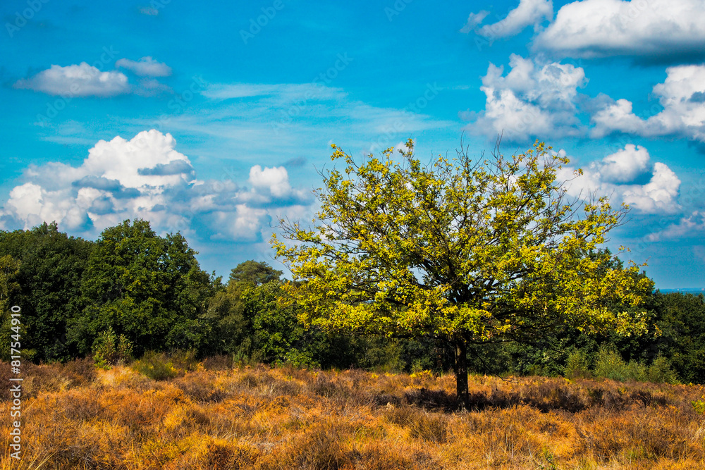 Wahner Heide. Deutsches Naturschutzgebiet. Heidlandschaft und Ausflugsziel in der Nähe von Köln. Wahner Heide. Deutsches Naturschutzgebiet. Heidlandschaft und Ausflugsziel in der Nähe von Köln.