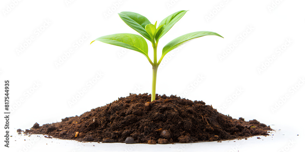 custom made wallpaper toronto digitalYoung green plant isolated on a white