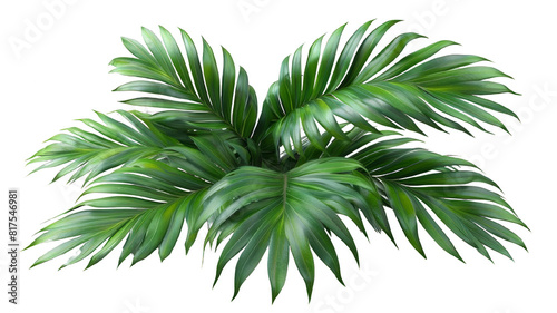 Green palm leaves isolated on white background  close up view. Tropical foliage banner with copy space for text and design. Elegant palm tree leaves in corner  ideal for natural and botanical themes