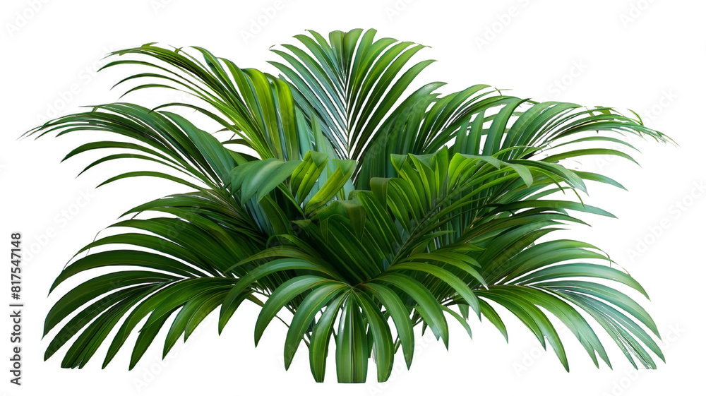 Green palm leaves isolated on white background, close up view. Tropical foliage banner with copy space for text and design. Elegant palm tree leaves in corner, ideal for natural and botanical themes Green palm leaves isolated on white background, close up view. Tropical foliage banner with copy space for text and design. Elegant palm tree leaves in corner, ideal for natural and botanical themes