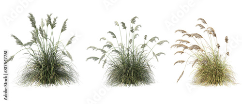 A variety of grasses bushes with flowers to decorate the garden. Green grass field meadow cut out backgrounds transparent