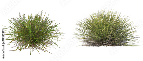 3d render grass bushes with flowers, cut out on transparent background