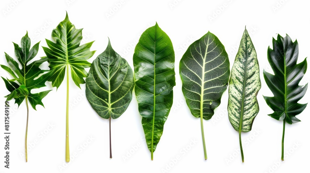 A variety of green tropical leaves arranged in a row on a white background, showcasing different shapes and patterns. A variety of green tropical leaves arranged in a row on a white background, showcasing different shapes and patterns.