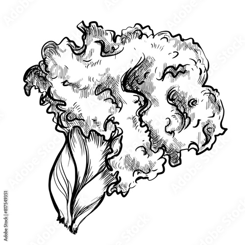 Salad vintage vector sketch drawing