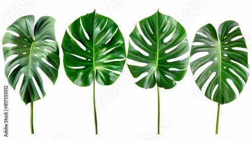 Four vibrant Monstera leaves isolated on a white background, showcasing their unique perforations and rich green color. photo