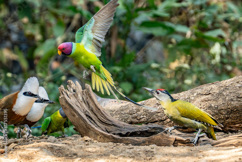 Plum-headed parakeet (Psittacula cyanocephala) Perched on tree at Rajaji national park, Uttarakhand photo