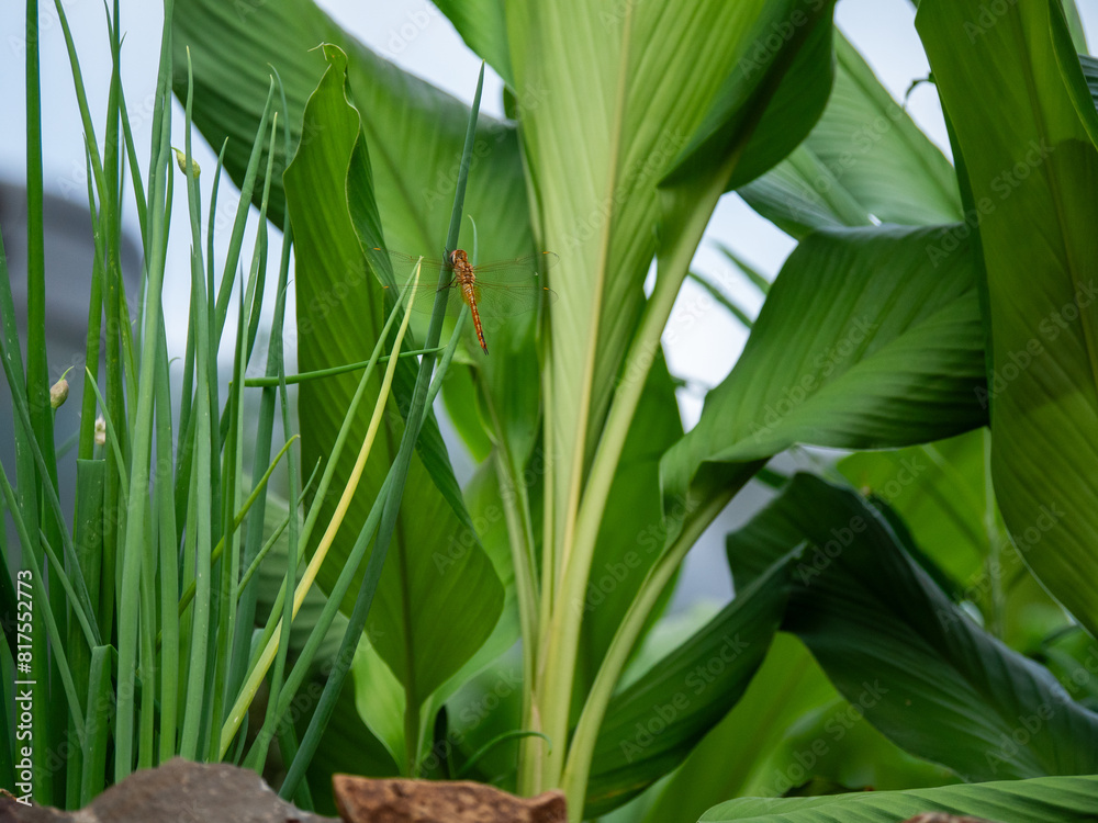 Fototapeta premium Libellule poser sur des oignons verts dans un potager