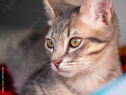 Portrait en gros plan d'un chaton tigré gris et blanc