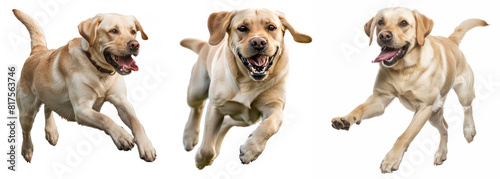 Golden retriever running over white background, set of three images. 