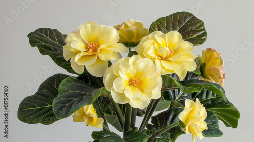 Cluster of yellow flowers with dark green leaves is set against a plain white background. The flowers are in full bloom, showcasing their vibrant petals and lush foliage.