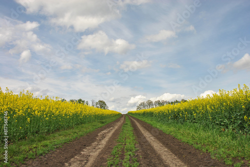 dirt road in a field of yellow rapeseed blue sky with clouds