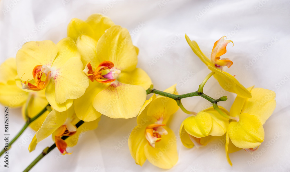 Fototapeta premium The branch of yellow orchids on white fabric background 
