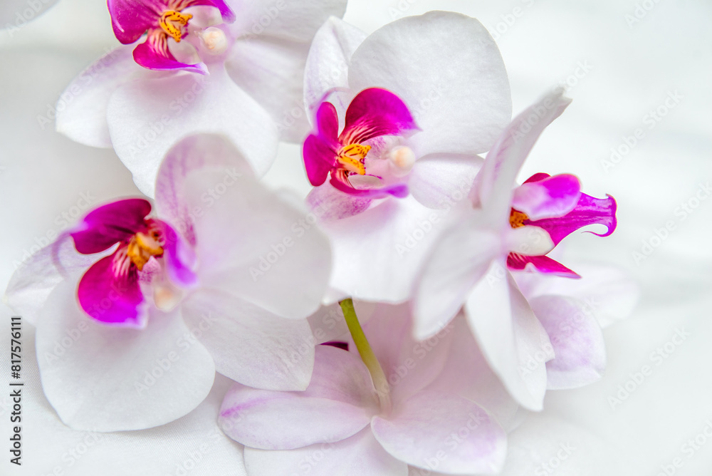 The branch of white orchids on white fabric background
The branch of white orchids on white fabric background