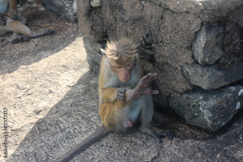 Macaque monkey family sitting together on a rock. Kurunegala Sri Lanka photo