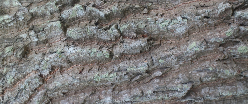 Old Wood Tree Texture Background Pattern