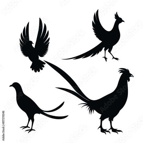 Vector silhouettes of rooster ring-necked pheasants, standing, walking and flying vector photo