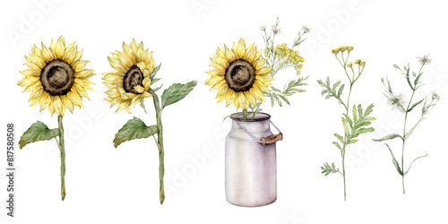 Watercolor set of bouquet of sunflower flowers in metal can. Commy tansy and botanical plants. Hand drawing illustration on isolated background. Composition from summer meadow flowers. photo