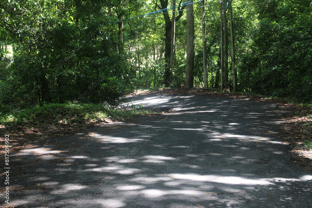 Empty road through the green trees. Empty road through the green trees.