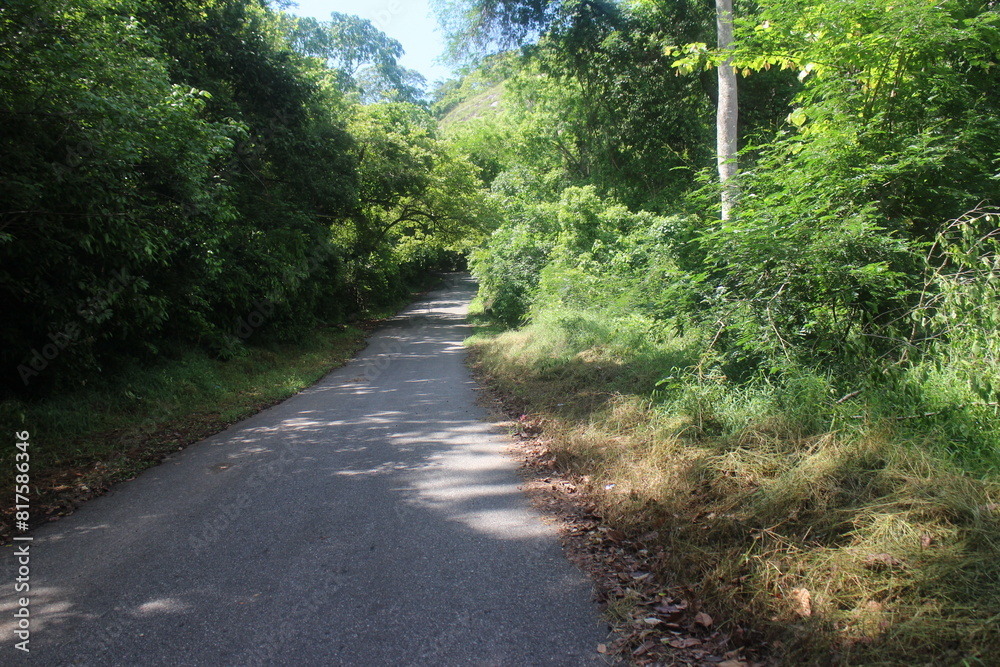 Fototapeta premium Empty road through the green trees.