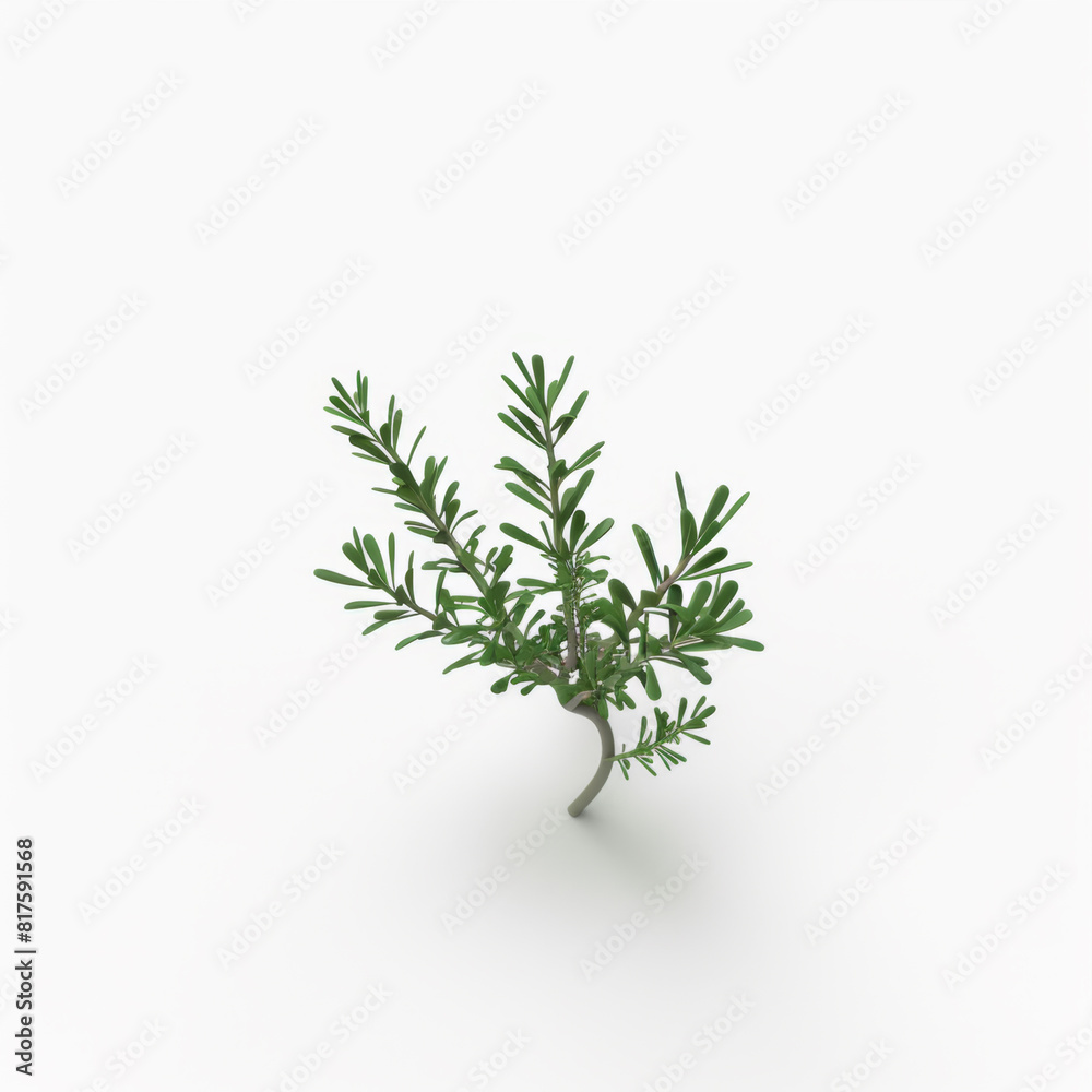 Rosemary branch 3d icon on white background
Rosemary branch 3d icon on white background
