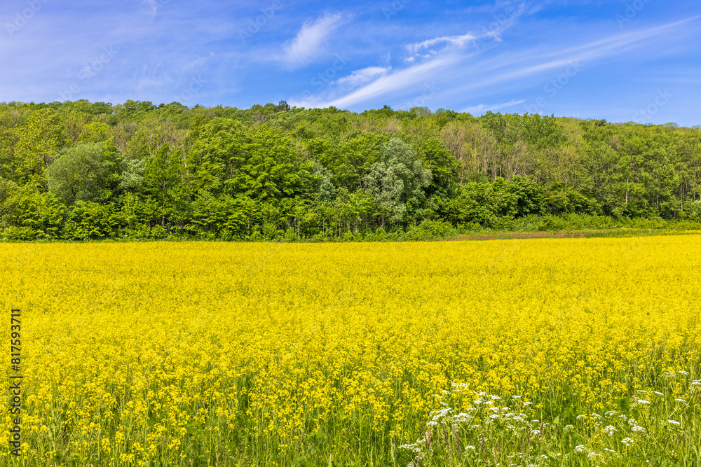 Flowering rapeseed field by a forest hill Flowering rapeseed field by a forest hill