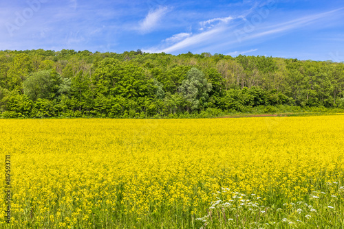 Flowering rapeseed field by a forest hill