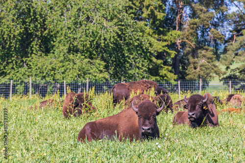 American Bison resting on a sunny meadow