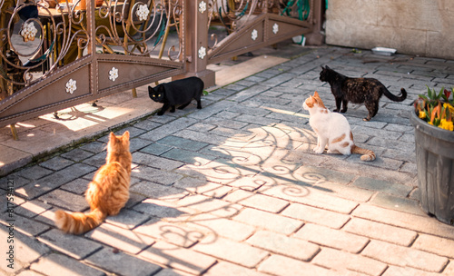 Canvas Print Cats on the streets of Istanbul