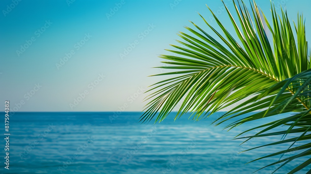 palm leaves over the sea in the early morning light palm leaves over the sea in the early morning light