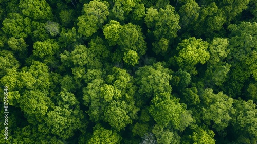 An overhead view of a dense forest canopy in spring, the new leaves creating a vibrant green blanket. 32k, full ultra HD, high resolution © boos