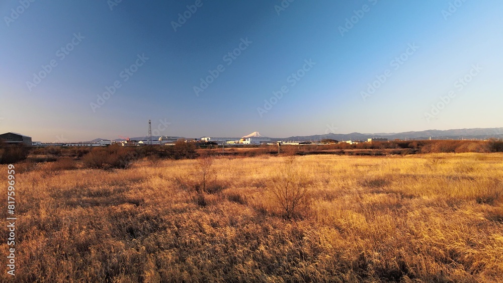 Fototapeta premium 夕暮れのススキと富士山