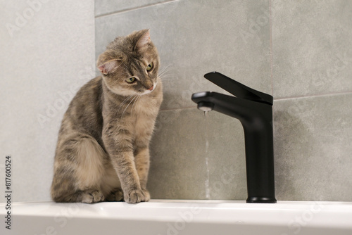Funny portrait of cat drinking water from black tap in modern bathroom. Cat play with water, see on water, standing on sink. Side view of gray, green-eyed cat.