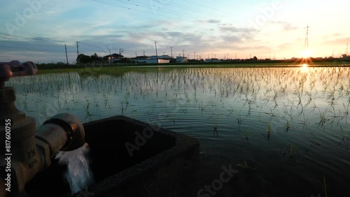 田んぼの日の出・水田に水が入る 5月の田んぼに水が入りました。田植えの前の風景(埼玉県春日部市)