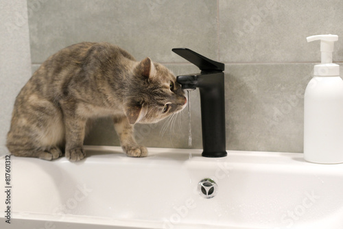 Funny portrait of cat drinking water from black tap in modern bathroom. Cat play with water, see on water, standing on sink. Side view of gray, green-eyed cat.