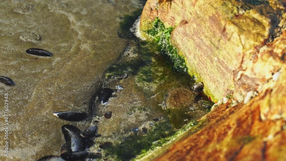 Sea Anemone and Mussel Shells in a Vibrant Rock Pool