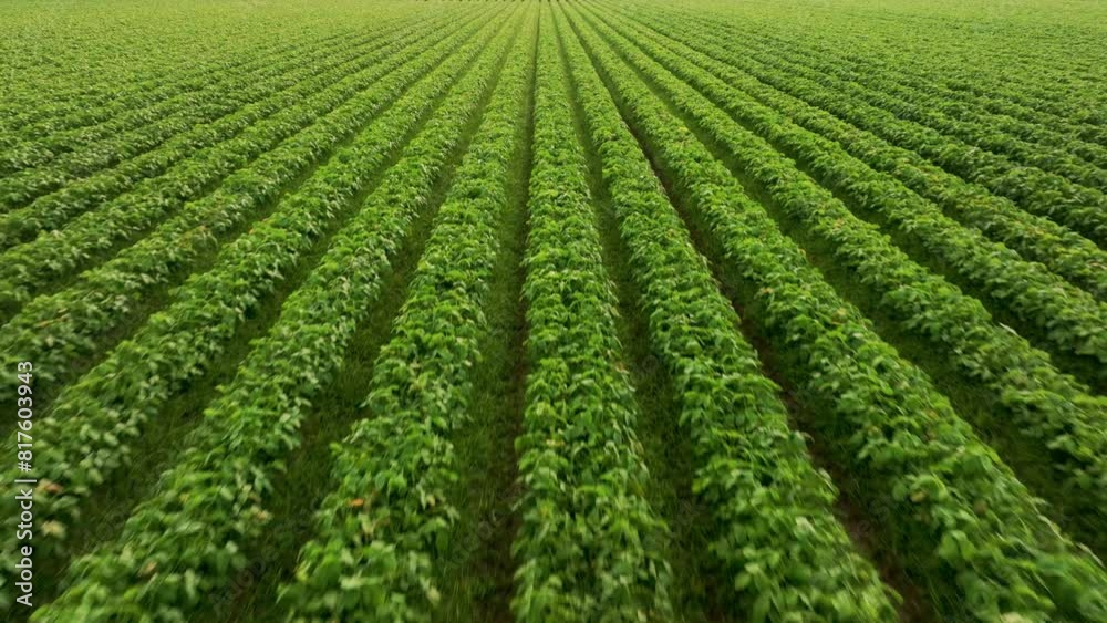 Aerial view with the landscape geometry texture of a lot of agriculture fields Aerial view with the landscape geometry texture of a lot of agriculture fields