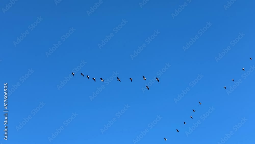 Deep blue summer sky with geese flock flying, spring migration in Latvia Deep blue summer sky with geese flock flying, spring migration in Latvia