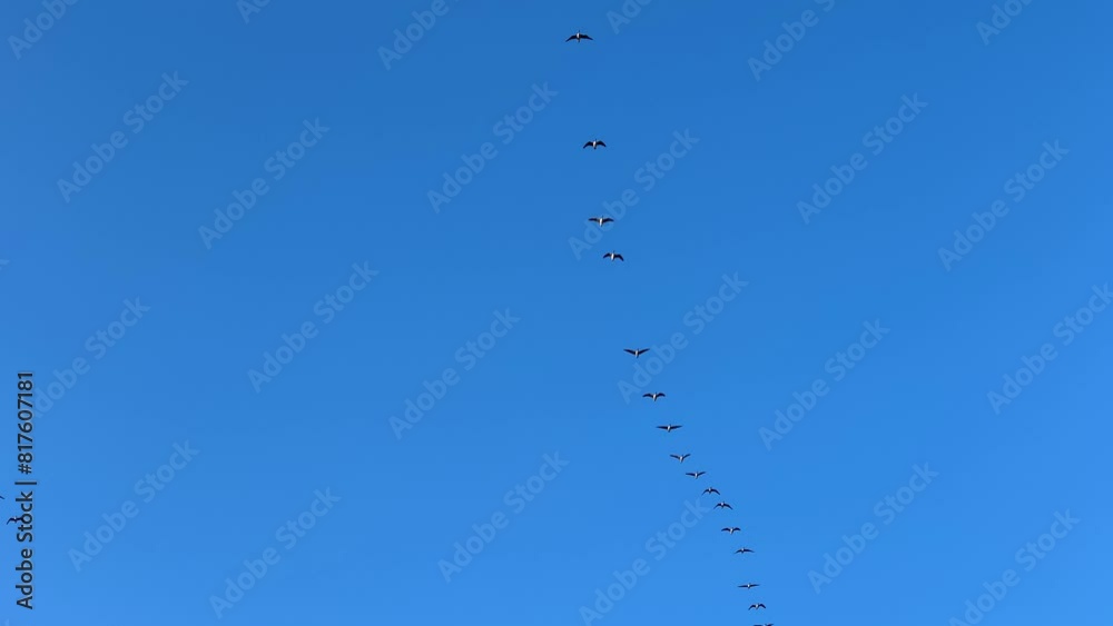 Multiple birds fly in straight line in deep blue Latvian sky, spring migration Multiple birds fly in straight line in deep blue Latvian sky, spring migration