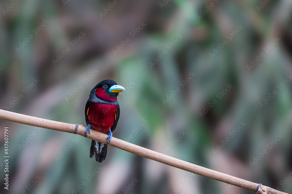 Obraz premium A couple of Black-and-Red broadbill (Cymbirhynchus macrorhynchos) perch on the same branch. 