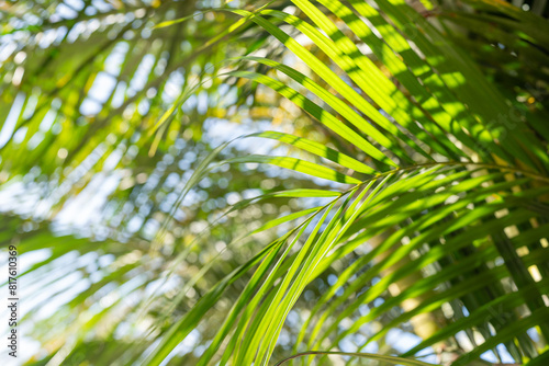 Vibrant green palm leaves illuminated by sunlight  creating a play of light and shadows  perfect for conveying a sense of tropical serenity and natural beauty in a peaceful outdoor setting.