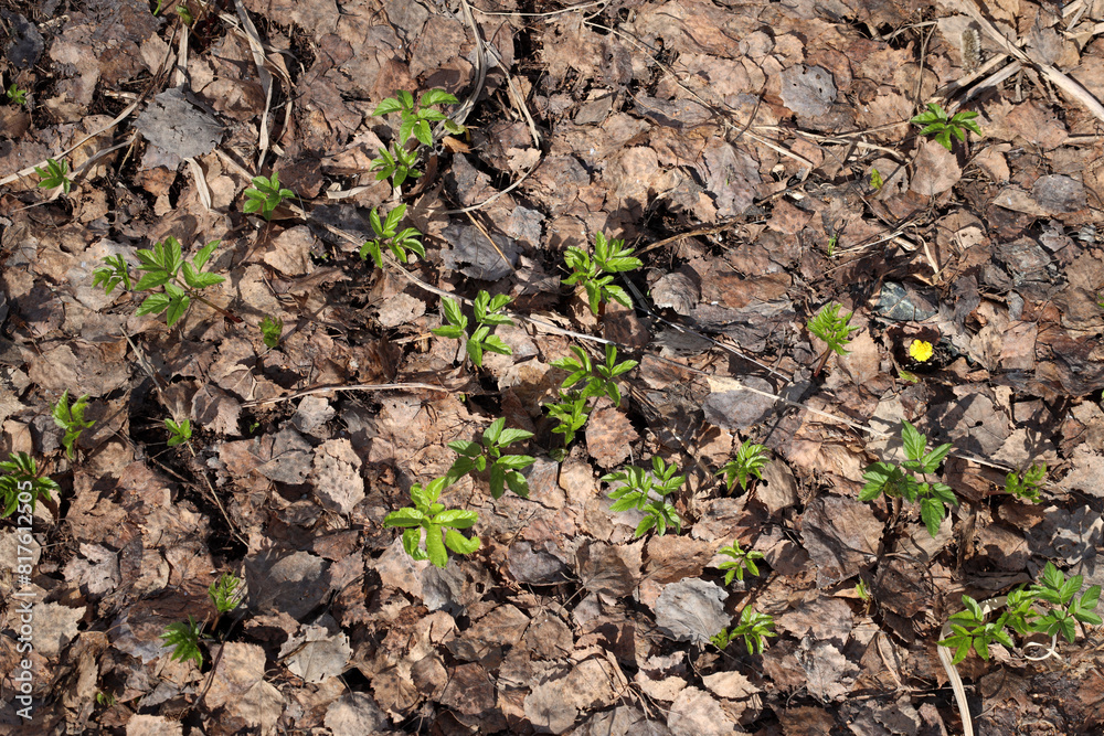 young green sprouts make their way through old rotten leaves in the forest young green sprouts make their way through old rotten leaves in the forest