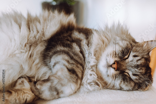 portrait sleeping domestic cat in living room in rays of light