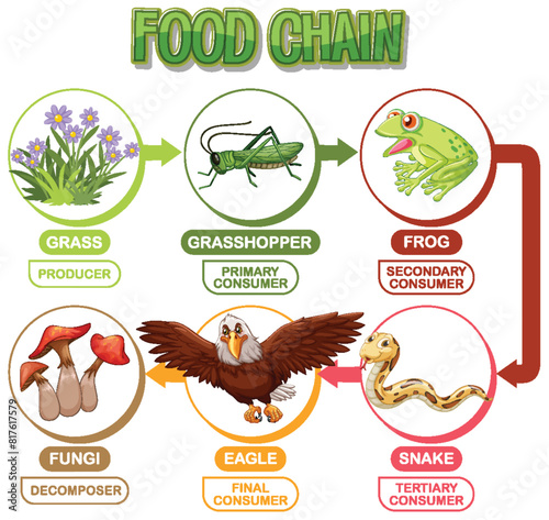 Depicts a food chain with various consumers