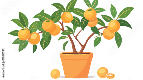 Orange citrus fruit plant growing in pot. Fresh tange