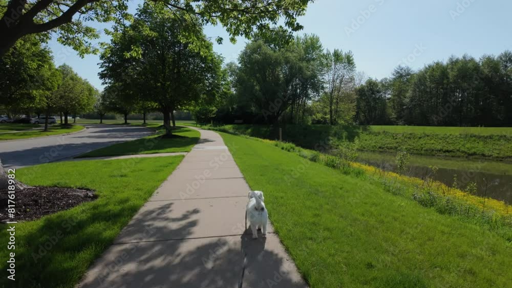 A walk with a dog in the park. Cute jack russell terrier walking on the street on sunny day. Wide shot footage A walk with a dog in the park. Cute jack russell terrier walking on the street on sunny day. Wide shot footage