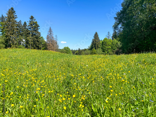 Beautiful blooming spring meadow surrounded by forests under blue sky