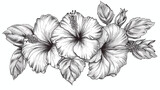 Outlined hibiscus flowers Four . Botanical vintage dr