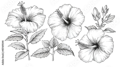 Outlined hibiscus flowers Four . Botanical vintage dr