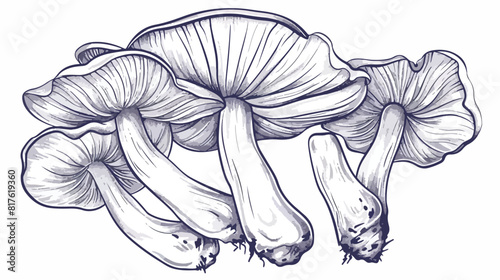 Outlined oyster mushrooms or fungi. Bunch of pleurotu